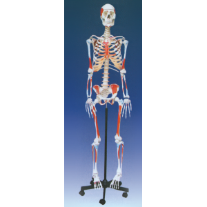 Human Skeleton (Showing Color Senthesis of Muscles)